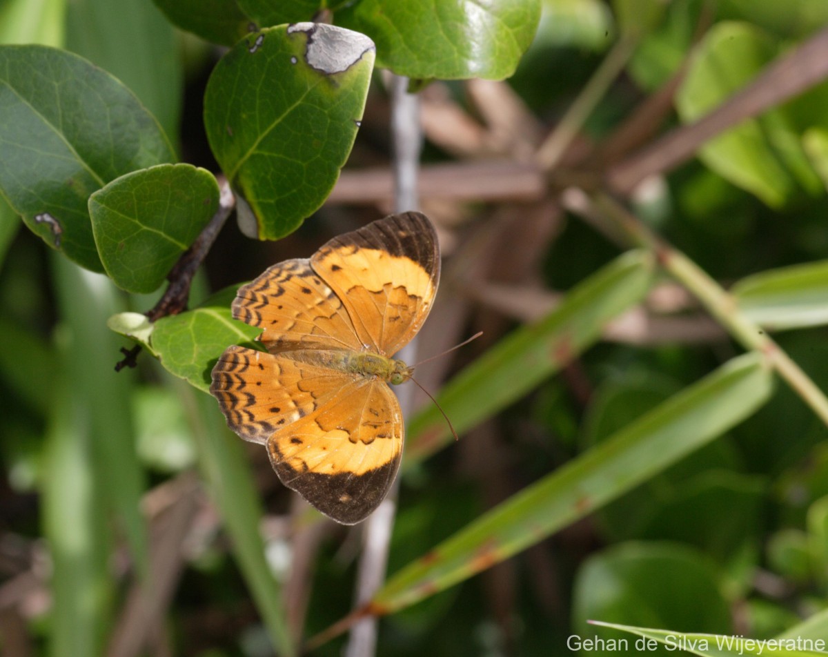 Cupha erymanthis Drury, 1773